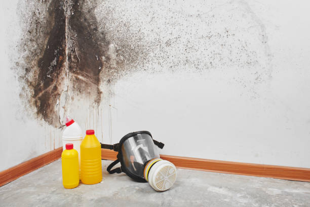 Best Industrial Mold Remediation in Ardmore, OK