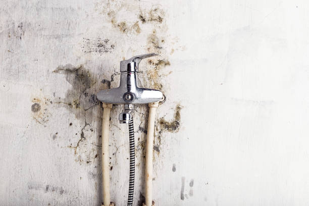 Best Black Mold Remediation in Ardmore, OK