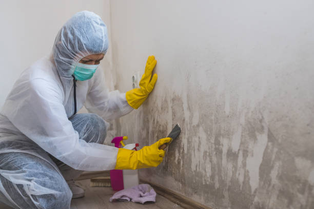 Reliable Ardmore, OK Mold Remediation Solutions