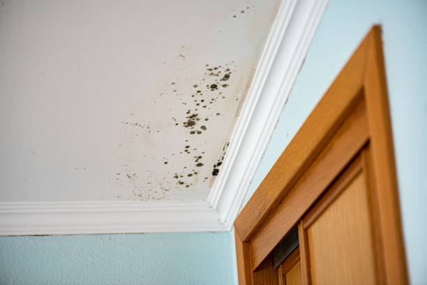 Best Insurance-Related Mold Remediation in Ardmore, OK