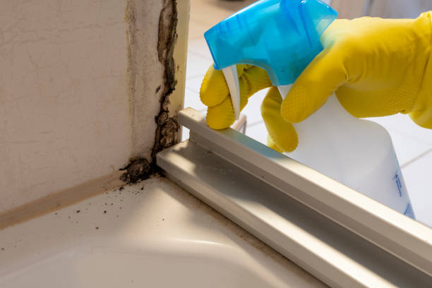 Best Attic Mold Remediation in Ardmore, OK