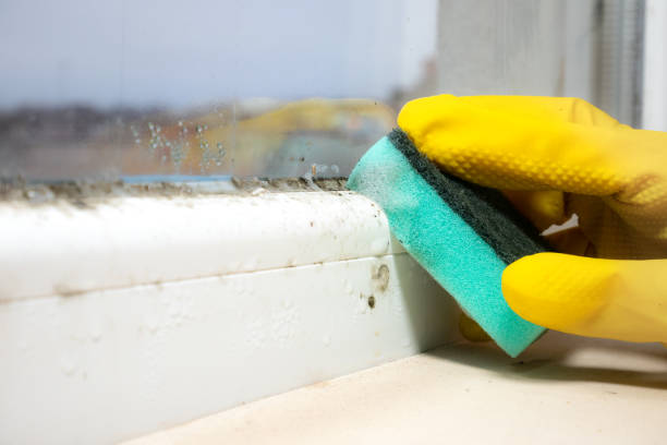 Best Post-Flood Mold Remediation in Ardmore, OK