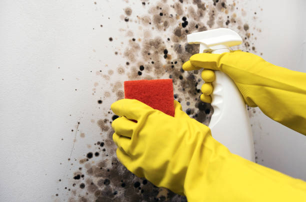 Best Localized Mold Remediation (e.g., coastal areas, humid climates) in Ardmore, OK