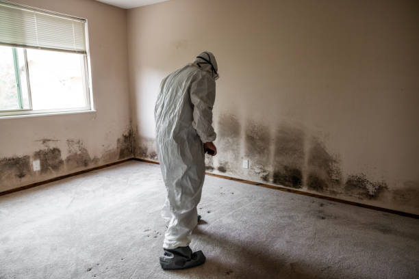 Best Mold Testing and Inspection Services in Ardmore, OK