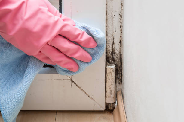 Best Residential Mold Remediation in Ardmore, OK