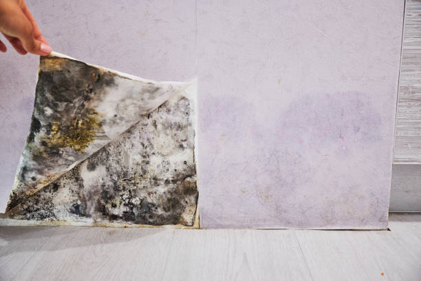 Best Kitchen Mold Remediation in Ardmore, OK